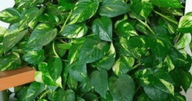 Money Plant: Benefits, Care Tips, and Best Varieties for Home