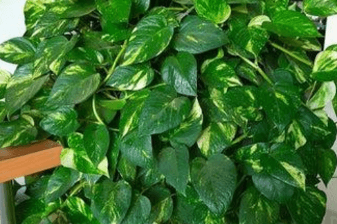 Money Plant: Benefits, Care Tips, and Best Varieties for Home