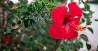 Where to Buy Hibiscus (Gudhal) Plant Online in India?