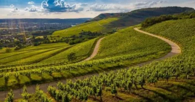 Napa Valley vineyards with winding roads and rolling green hills under a scenic blue sky