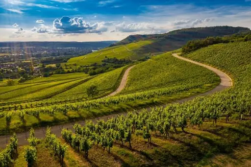 Napa Valley Wineries: How to Plan a Visit That Actually Delivers