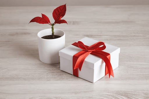 How to Find the Best Diwali Gift Sale Deals on Plants and Eco-Friendly Products